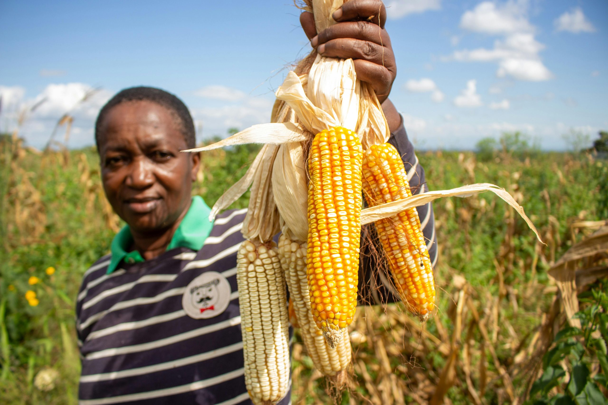 An African farmer proudly displays freshly harvested corn in a rural field in Morogoro, Tanzania.