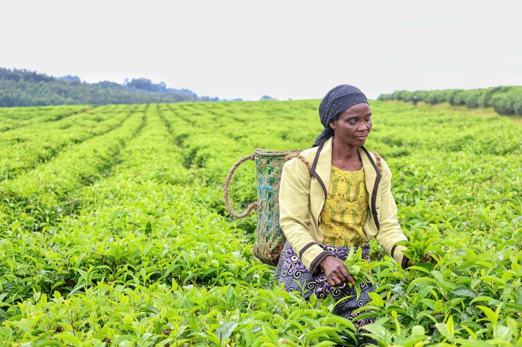 Woman picking tea leaves in lush green plantation, showcasing traditional agriculture.